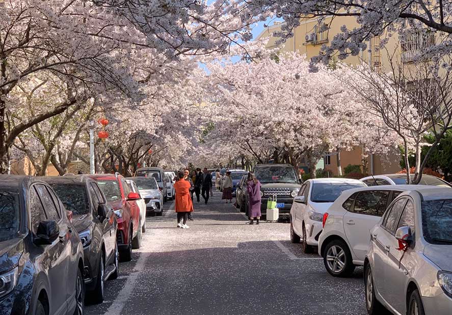 Hozhhifungng मेसिनरी Care Cherry Blaceous को मजा लिन को लागी एक वसन्त changes ्ग गर्दछ